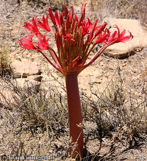 Natures World of Wonder Red Candelabra Flower (Brunsvigia grandiflora)