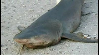 ohio river sharks kentucky