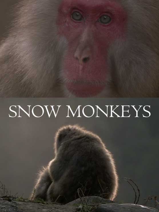 Japonya'nın Kar Maymunları