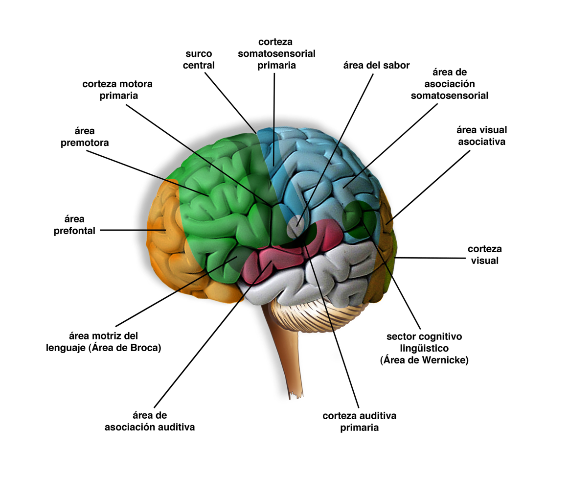 Inteligencias M Ltiples Nuestro Cerebro Y Las Inteligencias M Ltiples