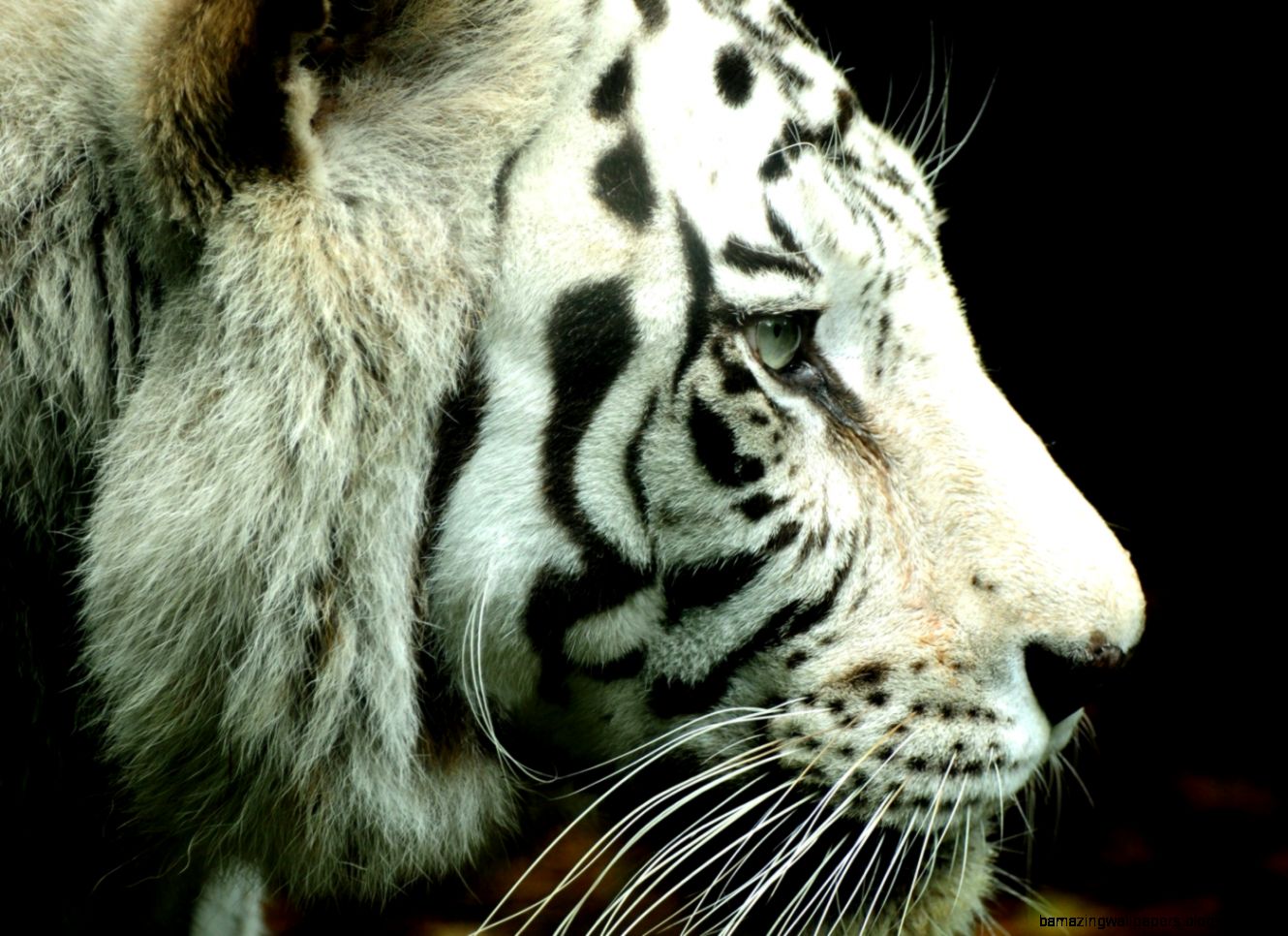 White Tiger Wallpaper Widescreen Amazing Wallpapers