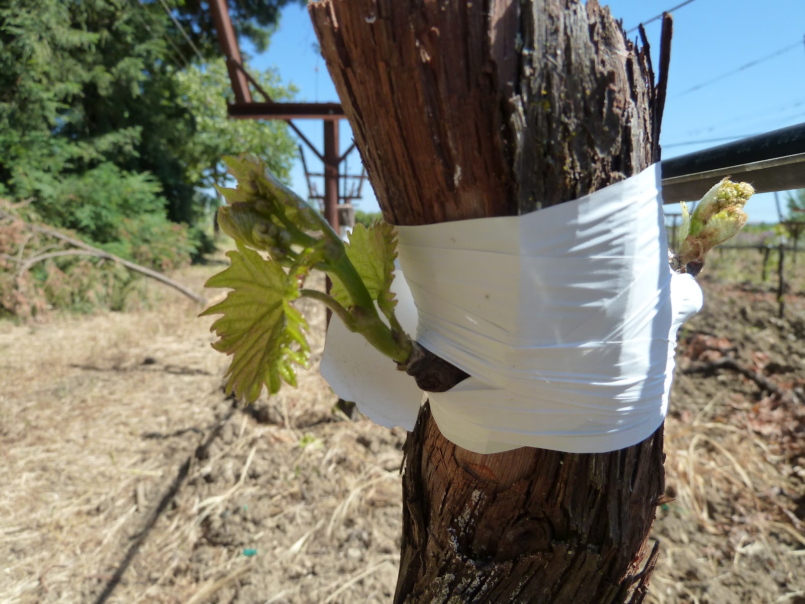 Matthiasson Vineyard Grafting Part 3