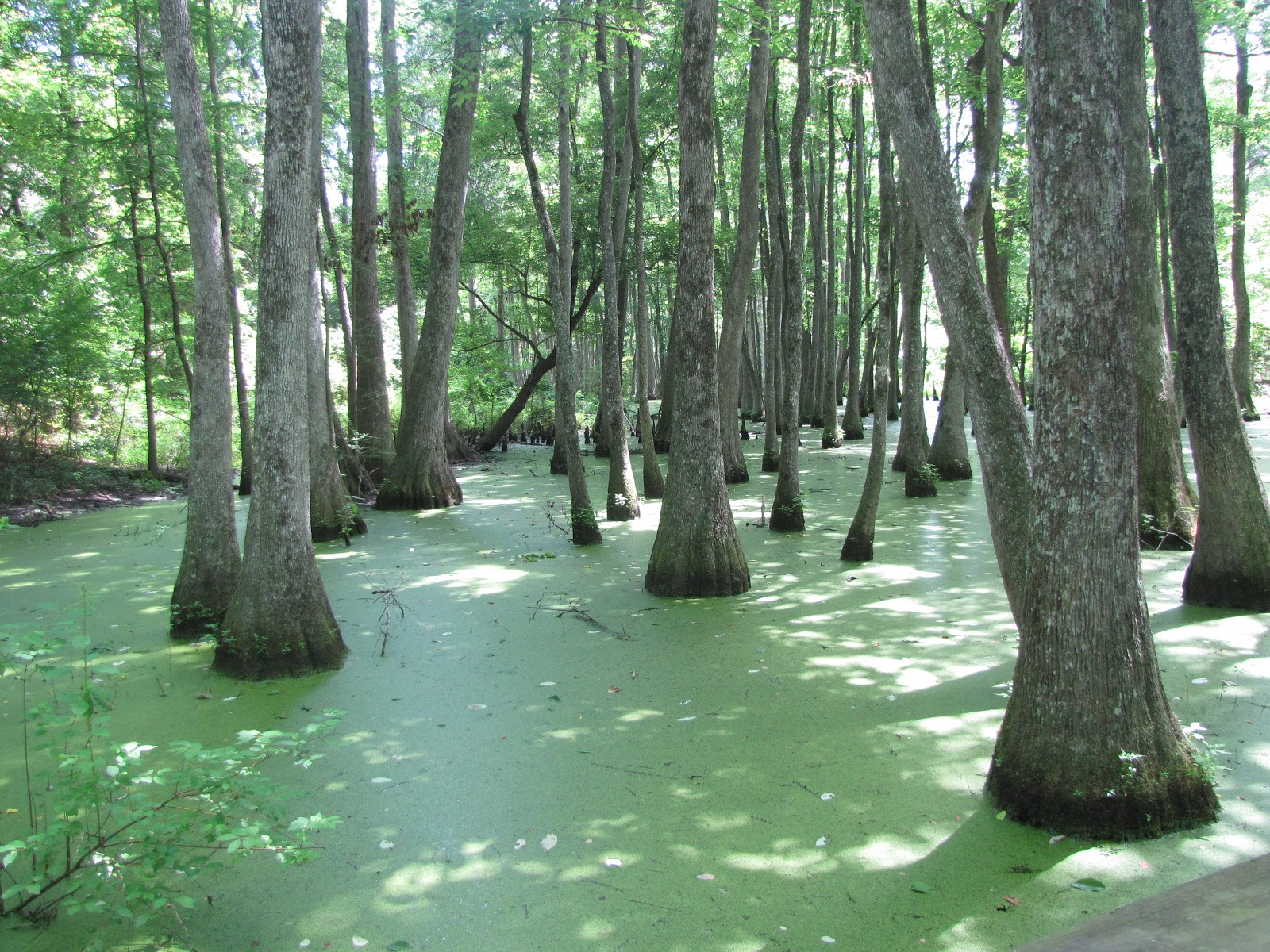 Natchez Trace Parkway Cypress Swamp