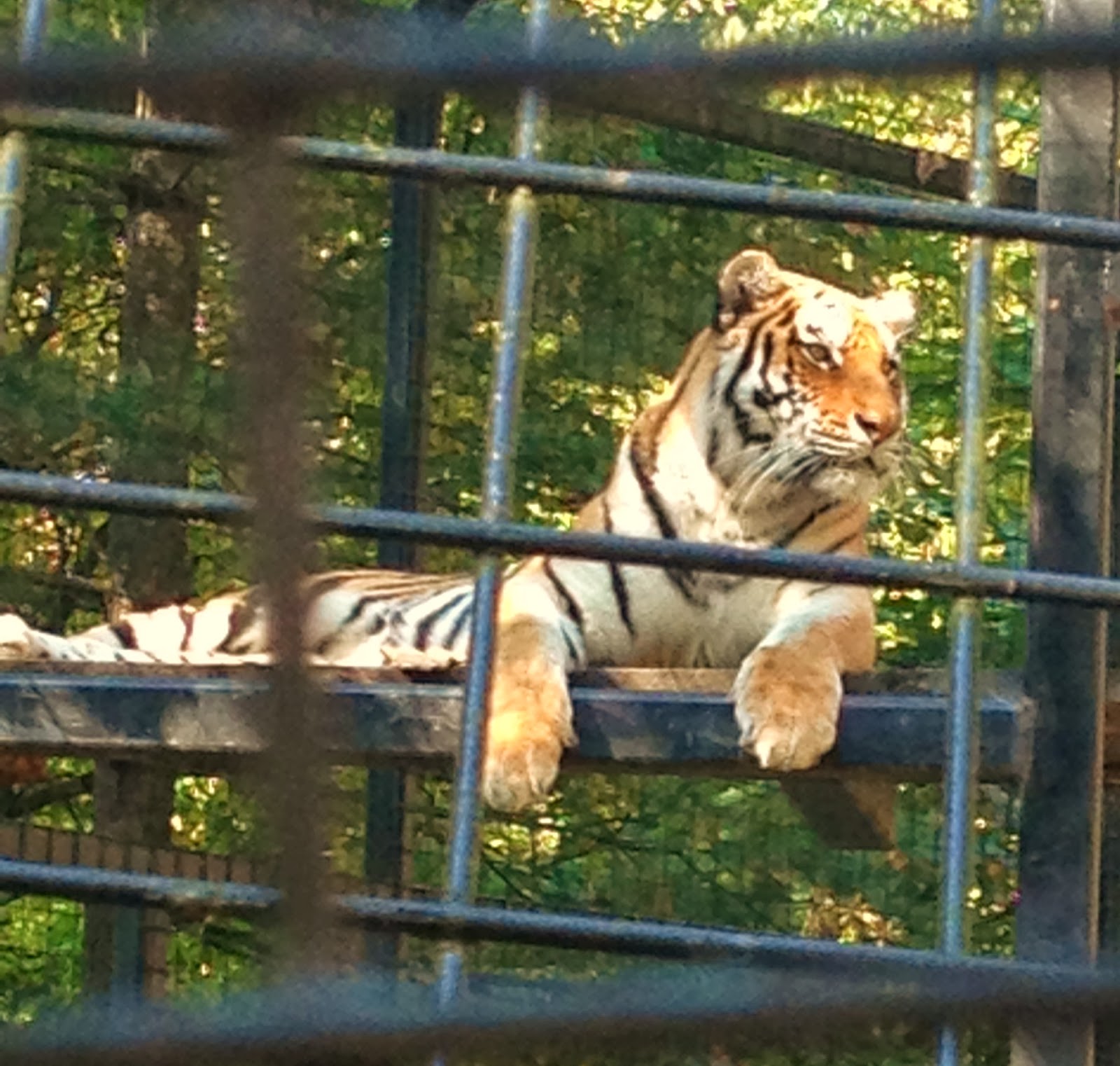 DAILY VACATIONER Local Destination Brandywine Zoo