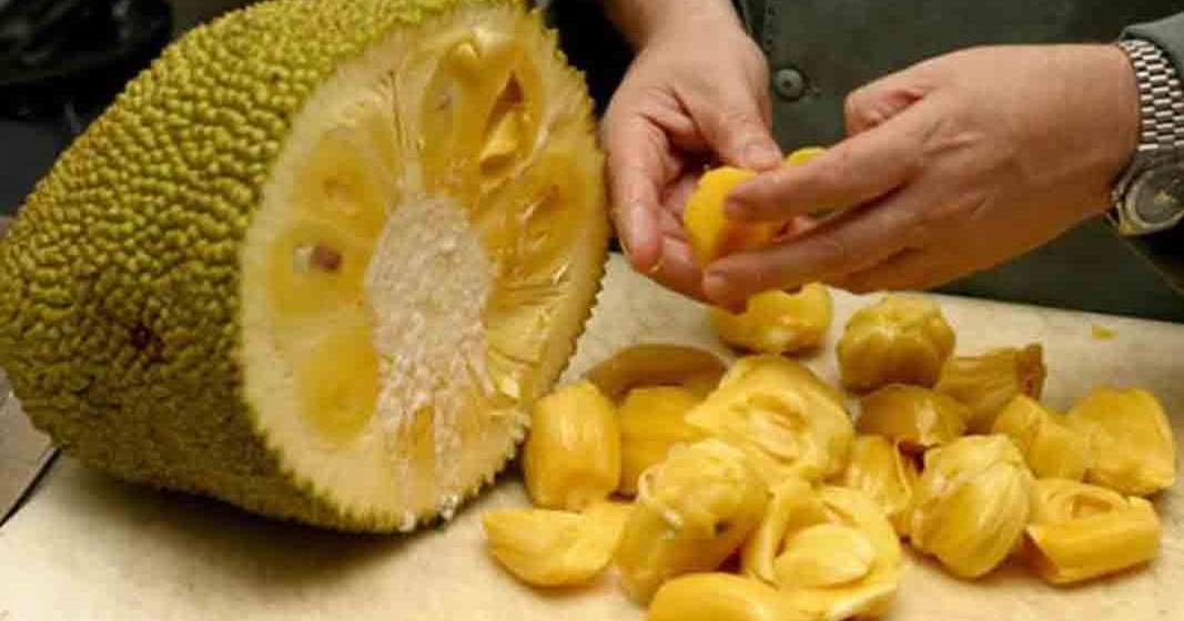 You have to Read This!!Benefits of Jackfruit for Body peripetiesdunponey