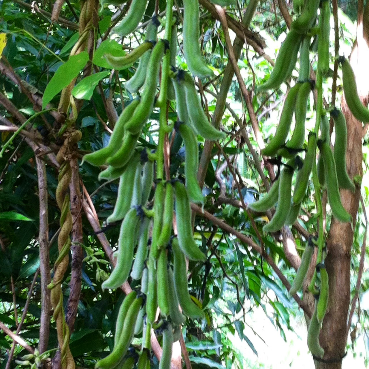 Belas da Natureza: Mucuna preta