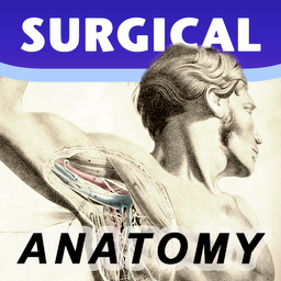 Anatomy Practice Quiz On Skeletal System Proprofs Quiz