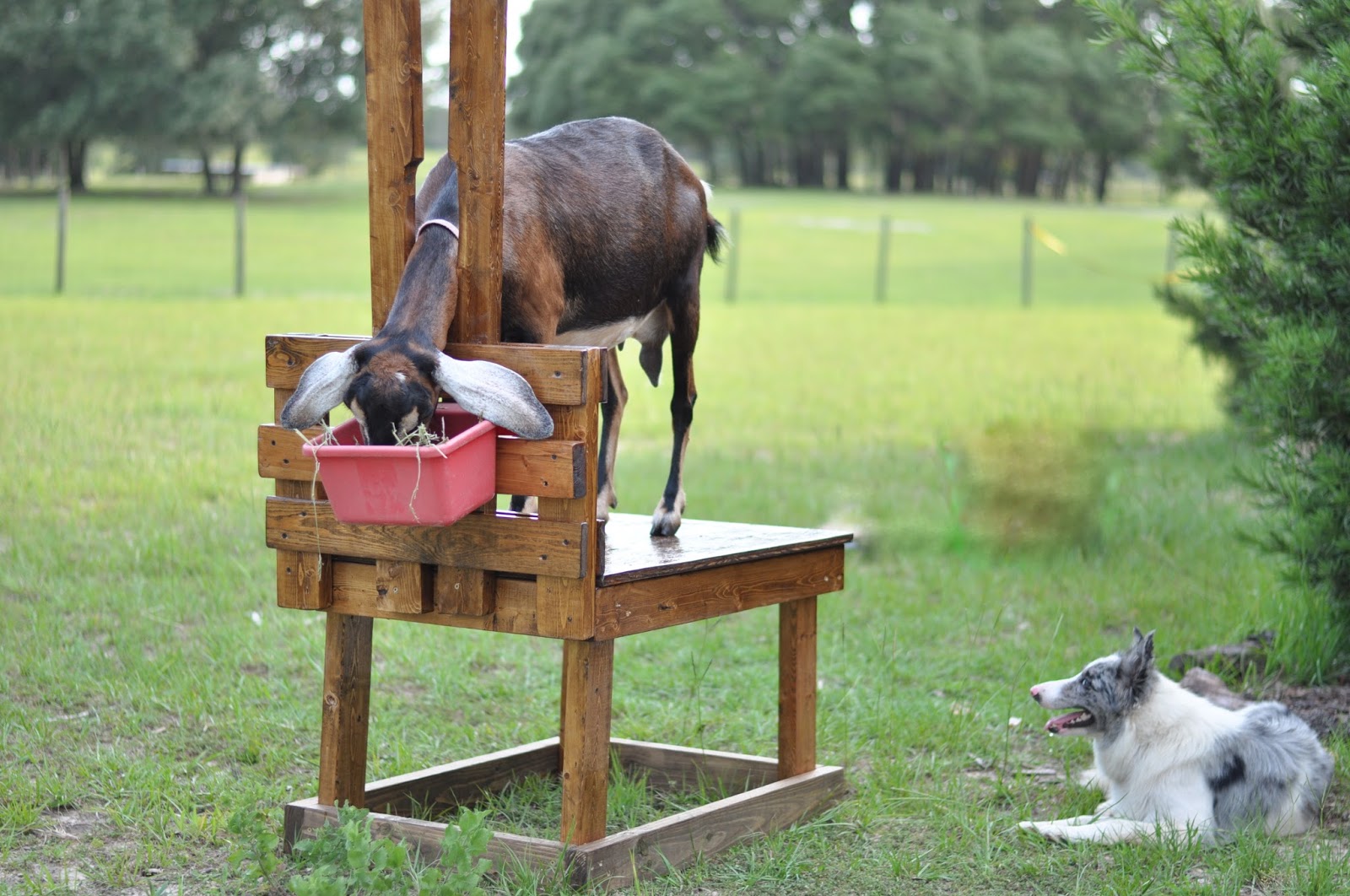 Handmade Goat Stand for Sale!