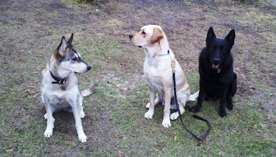 Picture of Toby (in middle) with some of his new family (2 of their dogs
