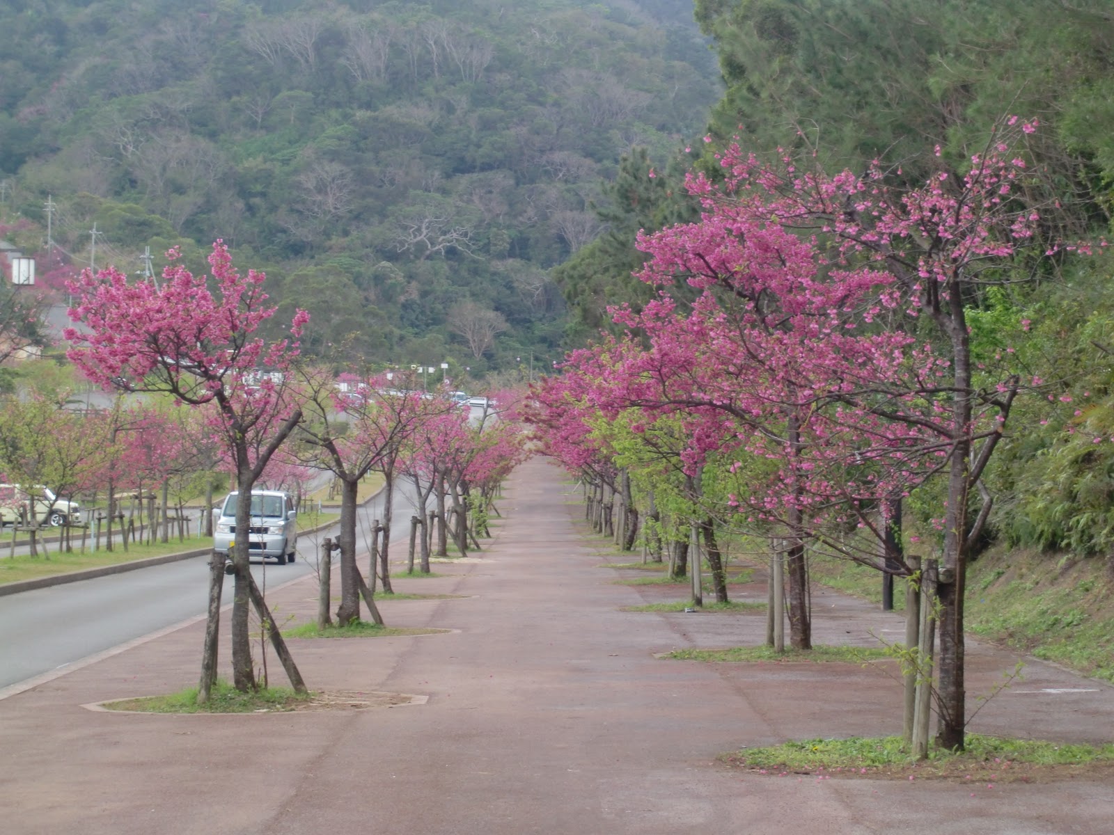 Okinawa Tourism Support Center Cherry Blossom Festival