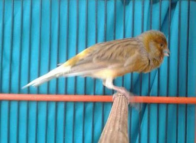 4 Cara Merawat Burung Kenari Kalitan Yang Baik Dan Benar 4 Cara Merawat Burung Kenari Kalitan Yang Baik Dan Benar