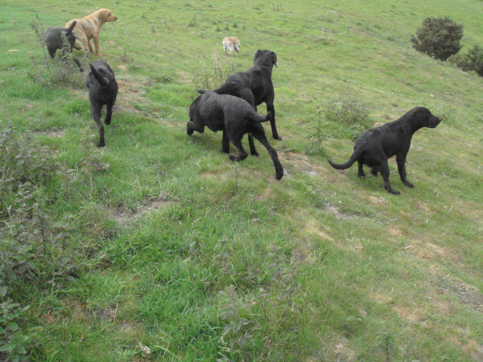 Cuckavalda Gundogs North Yorkshire Young labradors dogs by FTCH
