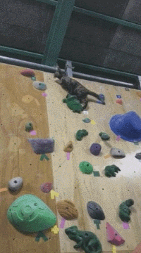 5.gif