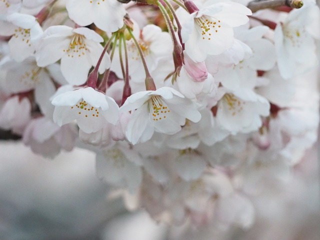 Bunga sakura di Jepang