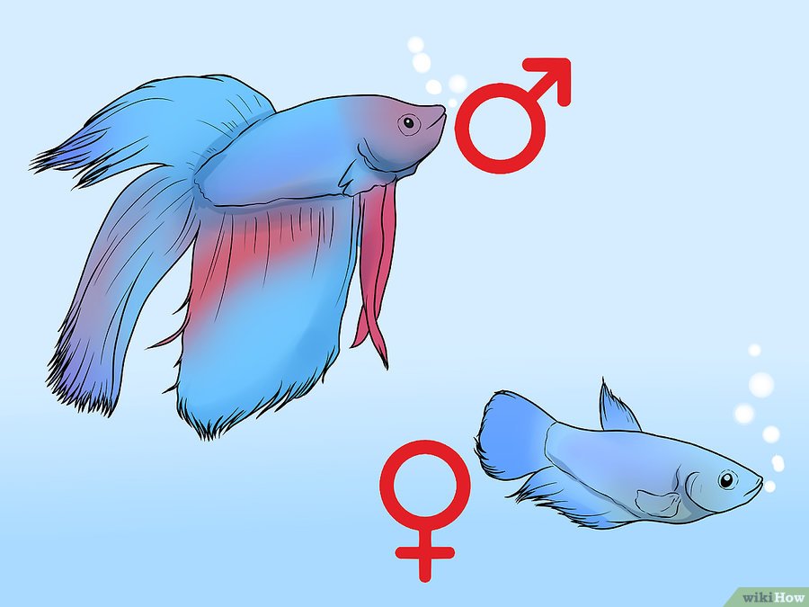 v4-900px-Determine-the-Sex-of-a-Betta-Fish-Step-2-Version-2.jpg
