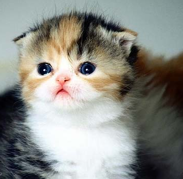 Kumpulan Foto Kucing Lucu Imut Menggemaskan Indra Blog Berikut Memperlihatkan