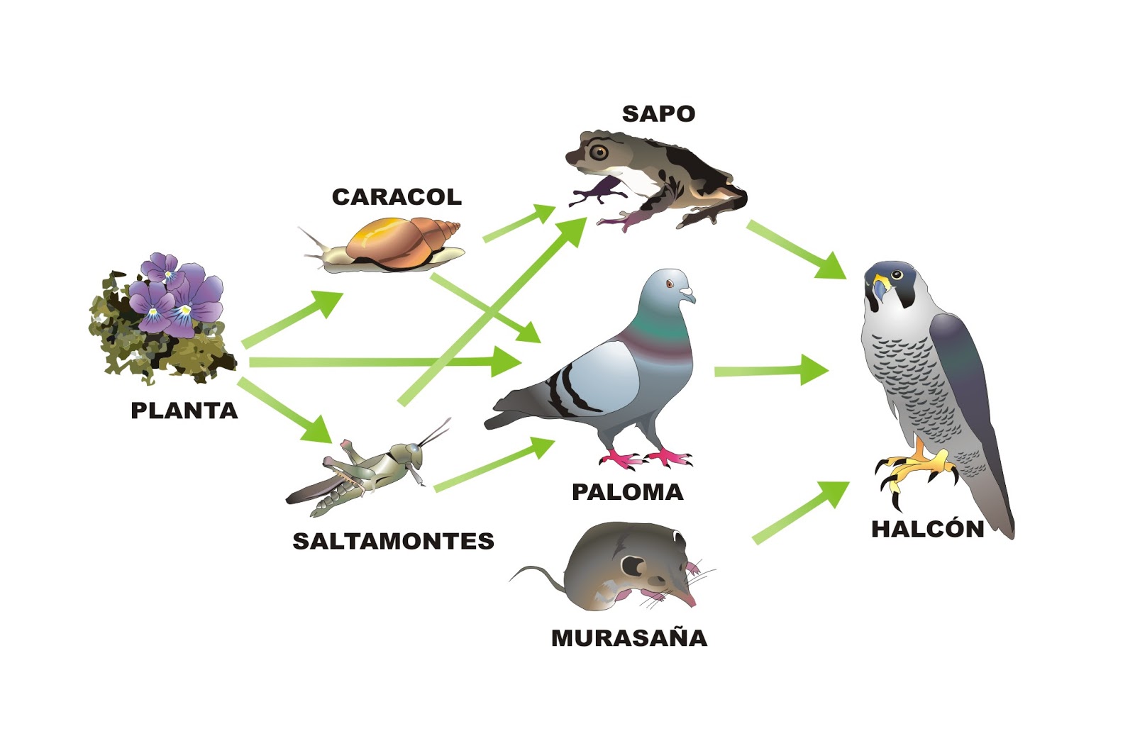 Cadena alimenticia en el desierto