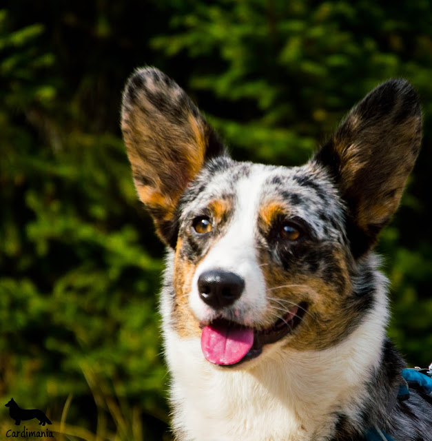 podróże z psem słonecznik w Karkonoszach