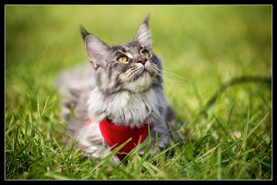 Shiva, the maine coon kitten