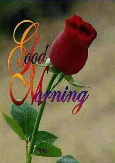 good morning romantic rose