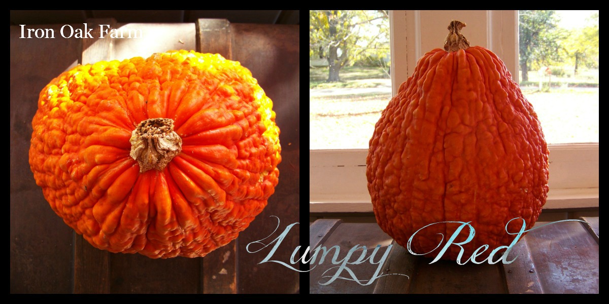 Iron Oak Farm Lumpy Red Pumpkin