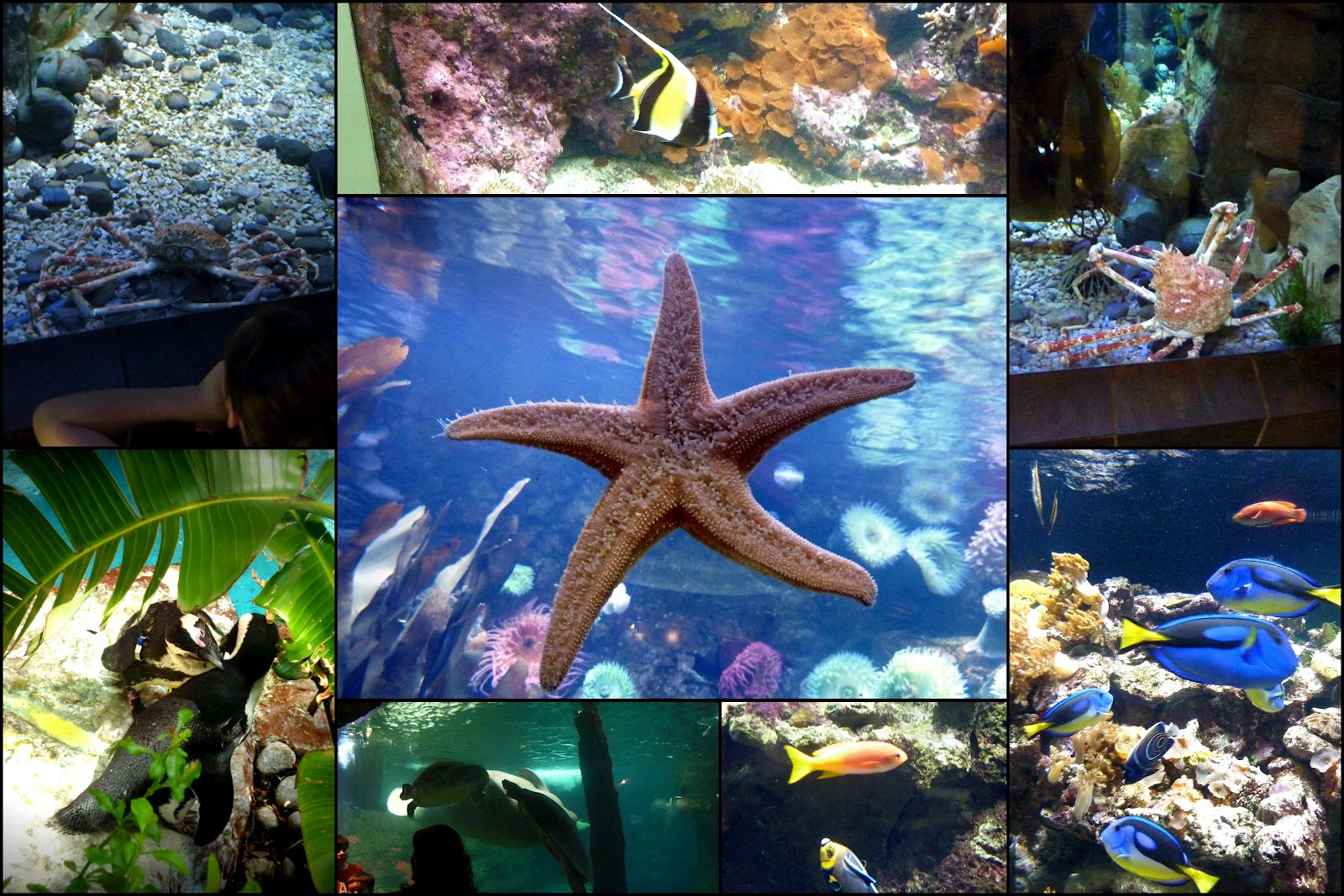 R Family Circus Dallas World Aquarium/Kate's Birthday