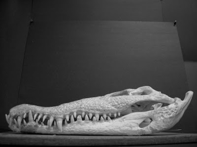 crocodile skull