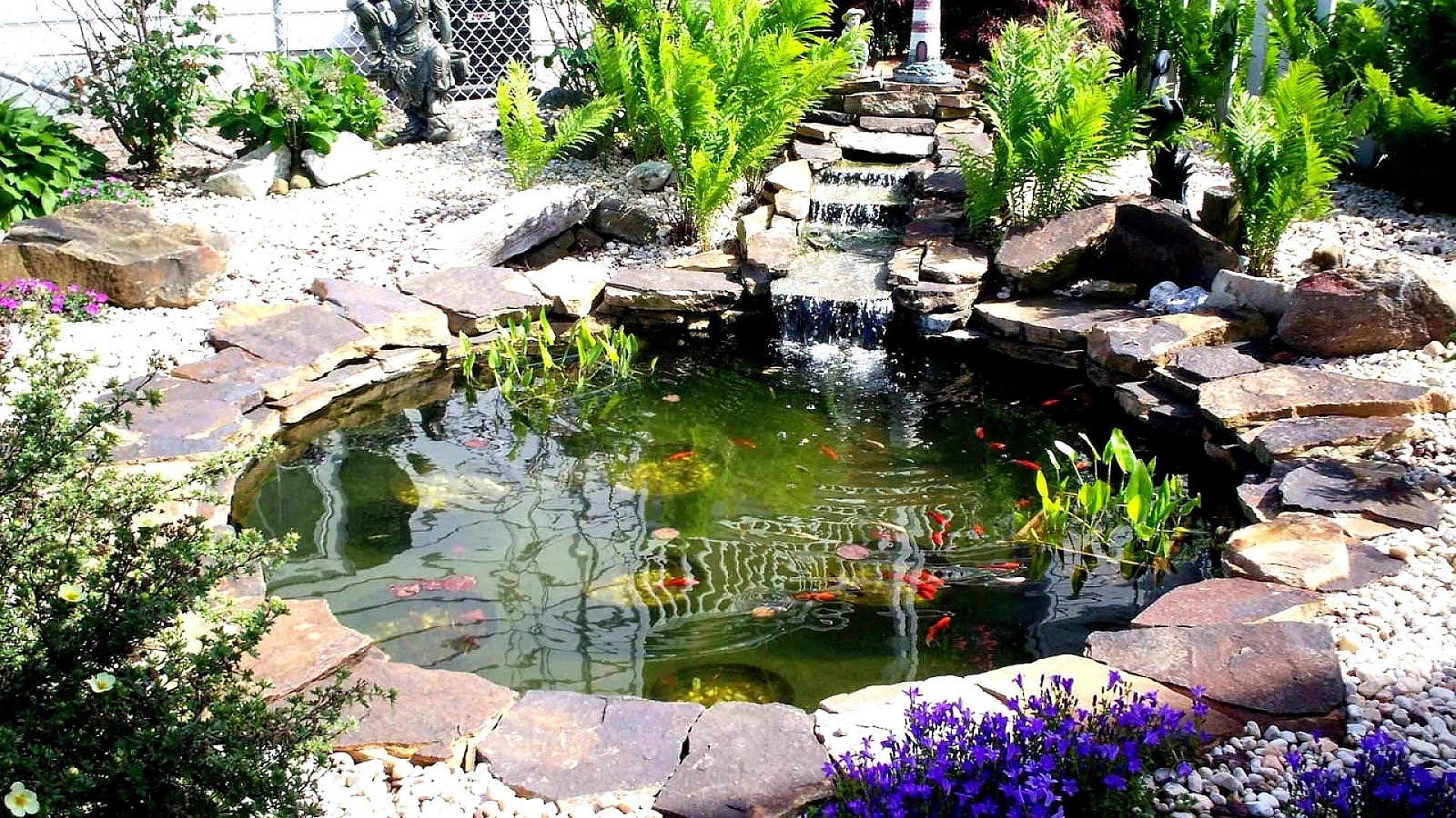 Best Fish For Outdoor Pond - Fish Choices