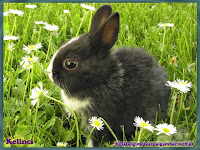 gambar kelinci