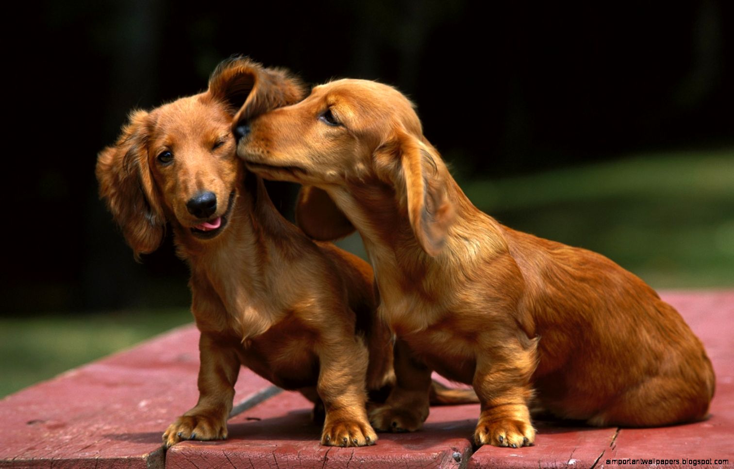 Dachshund Wallpapers   Hd Wallpapers Pictures Pics Images