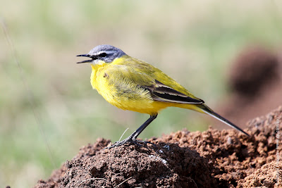 Желтая трясогузка (Motacilla flava)