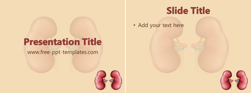 kidney-ppt-template