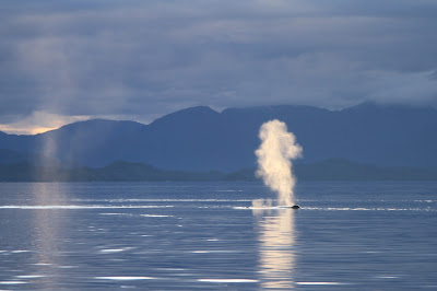 Whale Blow in the Morning Near Alexander Island