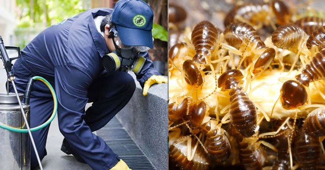 The Basics of Organic Pest Control