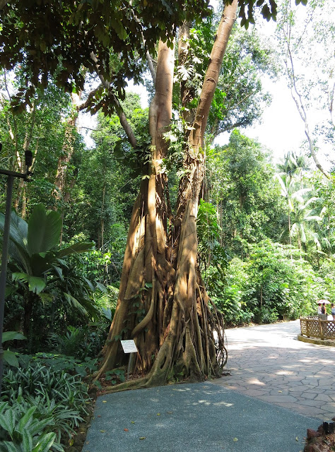 Singapore Botanic Gardens