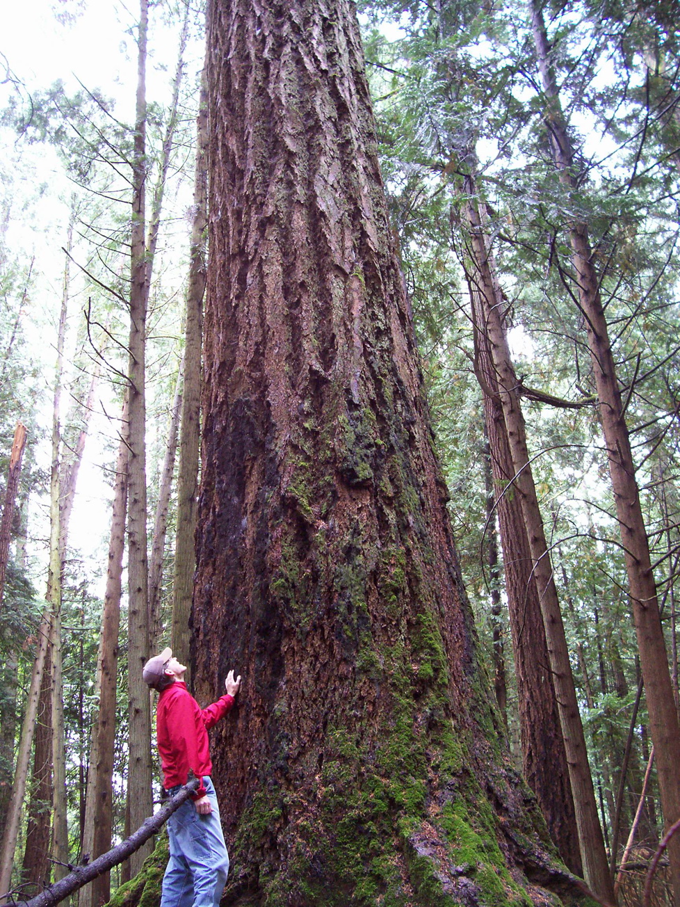Vancouver Island Big Trees Victoria Region's Heritage Grove Trees