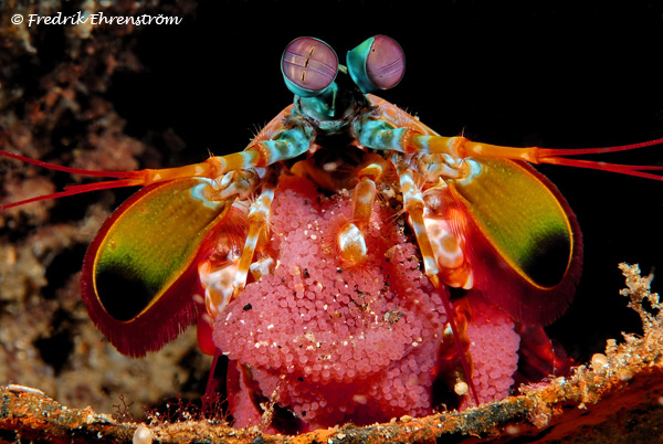 mantis shrimp coloring pages - photo #34