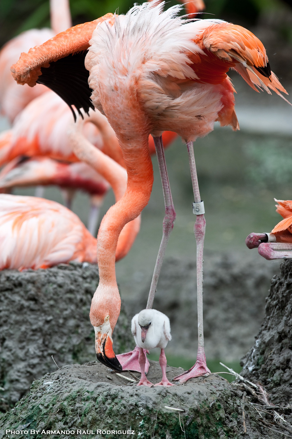 The Metro Photographer Baby Flamingo at Zoo Miami
