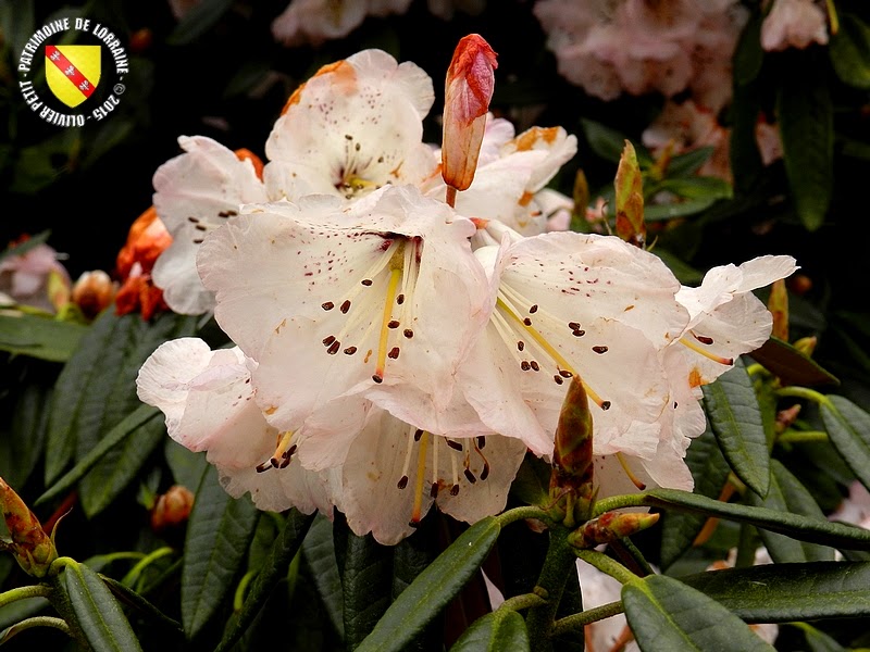 VILLERS-LES-NANCY (54) : Le jardin botanique du Montet-Rhododendron