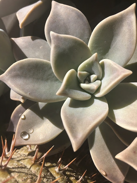 Planta-Fantasma (Graptopetalum paraguayense)