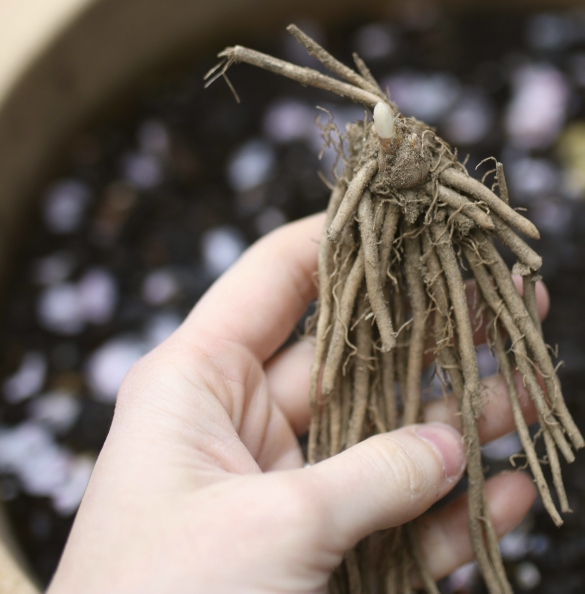 How To Plant Asparagus Root Crowns in Containers 17 Apart