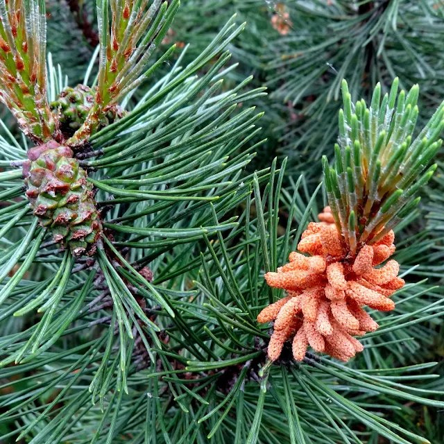 beauty in Golders Hill Park