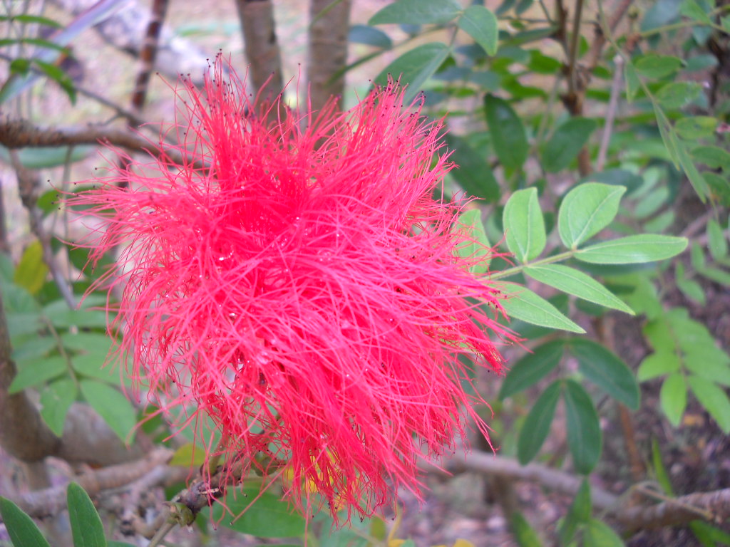 Daily Glimpses Of Japan: Beautiful Flowers Of Okinawa
