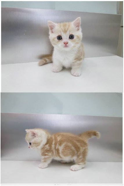 Ini Dia Keimutan Kucing Berkaki Pendek, Simak Ulasannya! Ini Dia Keimutan Kucing Berkaki Pendek, Simak Ulasannya!