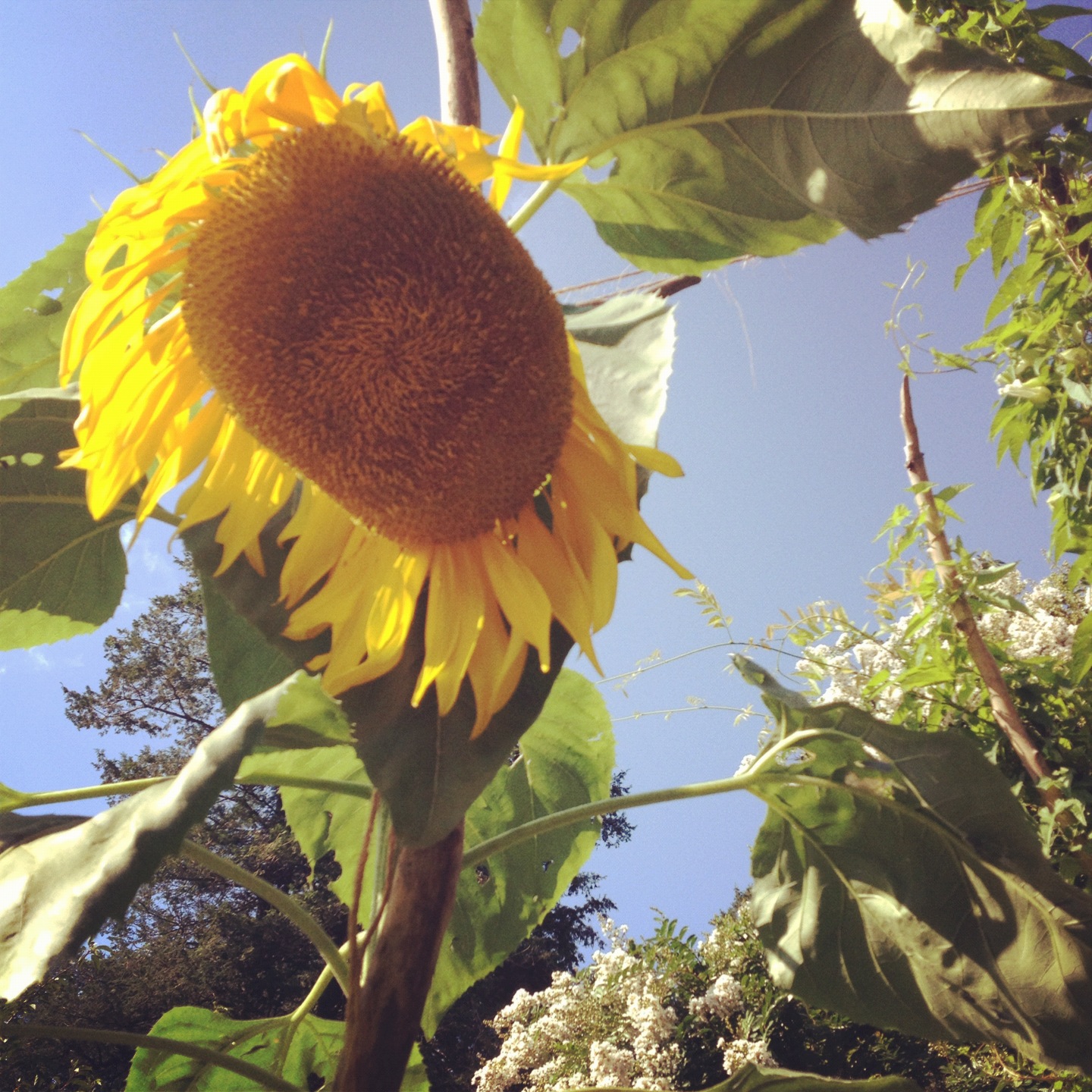 Tiptoethrough: The evolution of our first sunflower