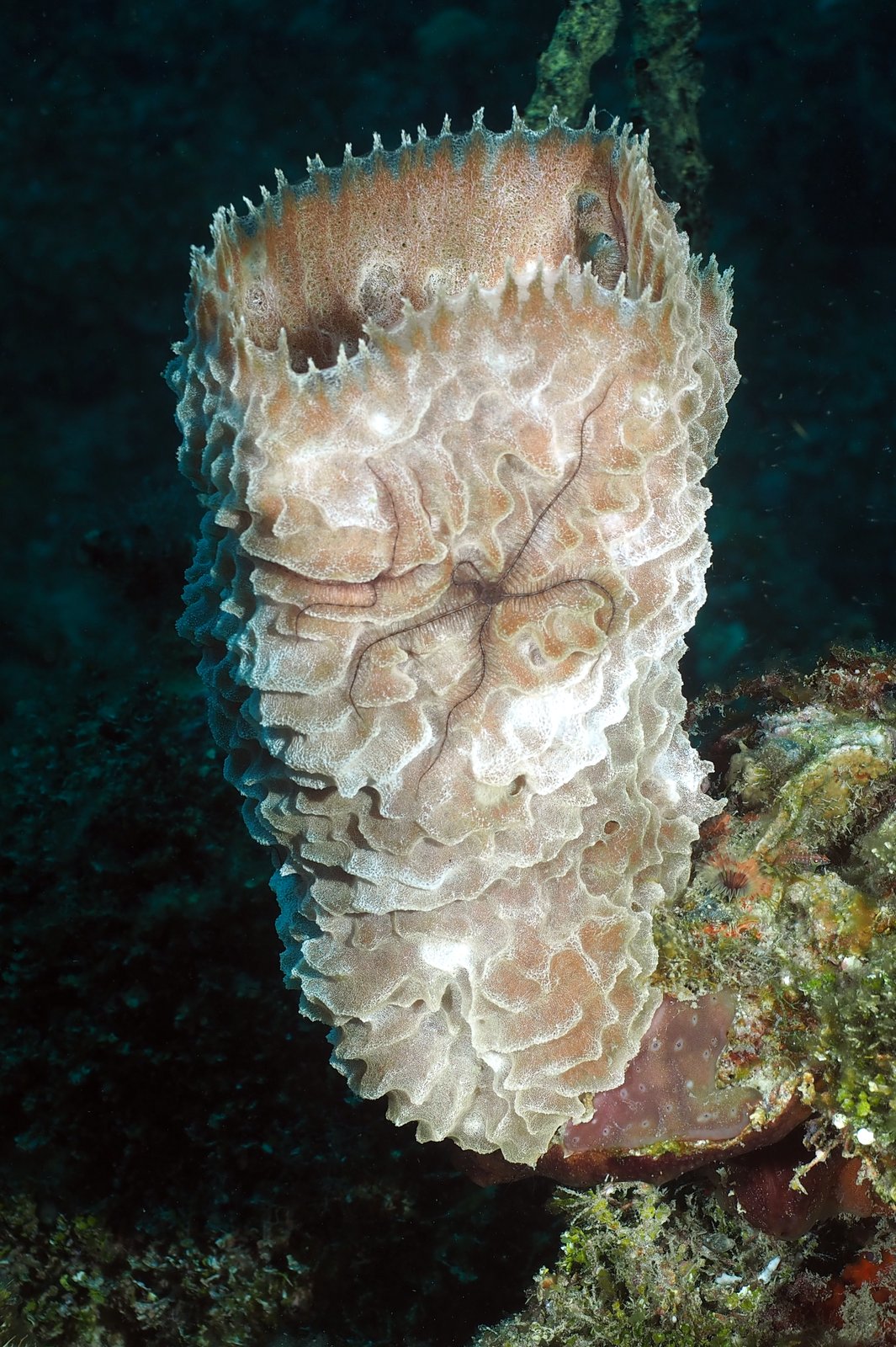 Photo Gilles Bourbonnais Best of Jamaica... Ya man... Respect