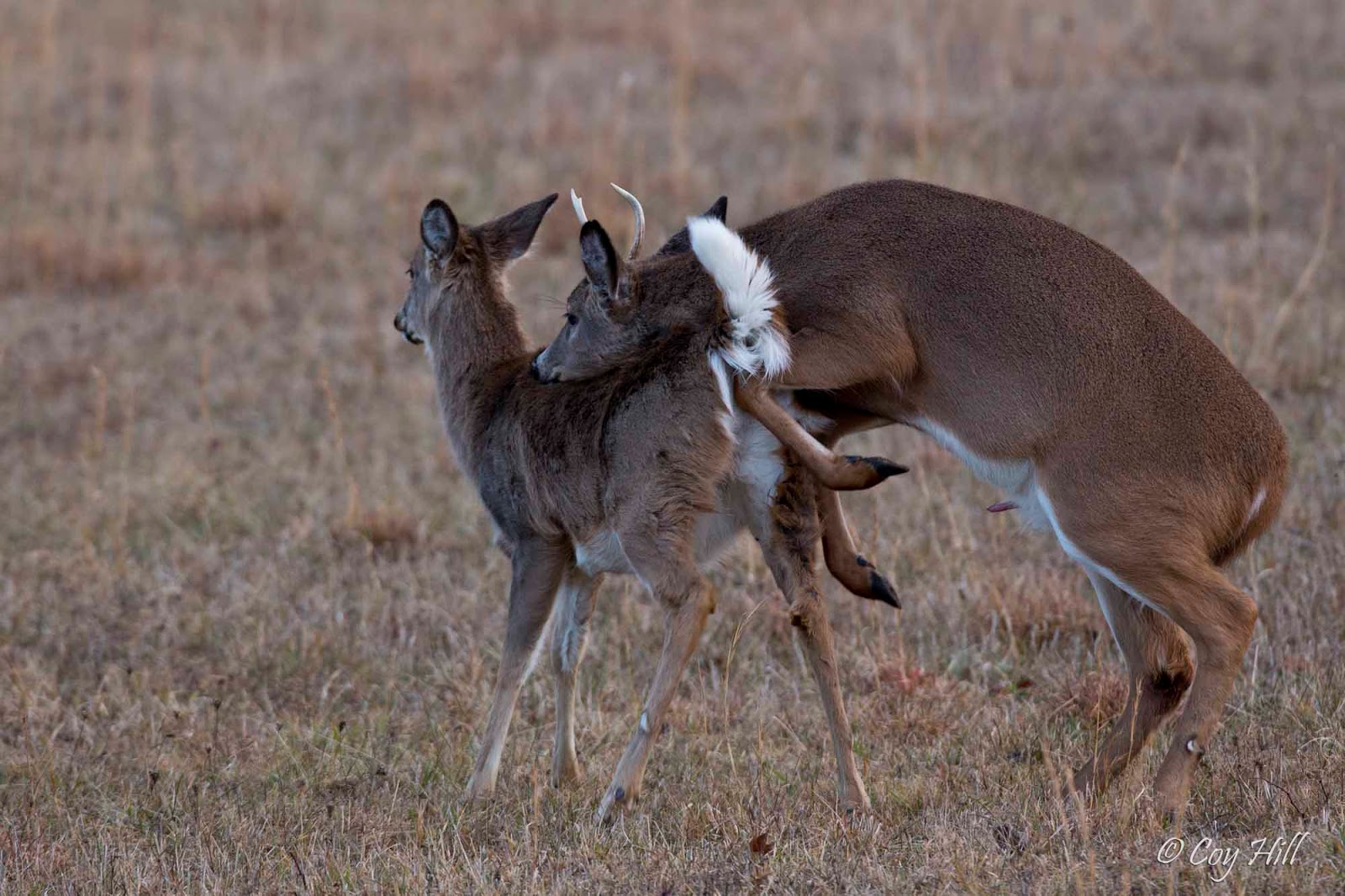 Country Captures Whitetail Breeding Continues