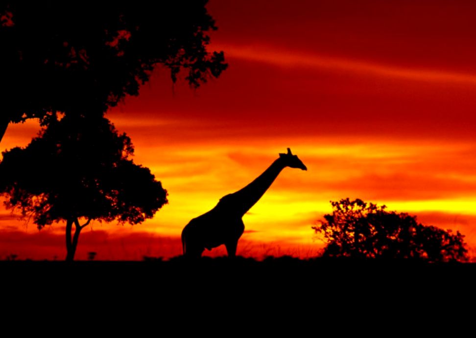 African Wildlife Screensaver Keygen   Download Keygen