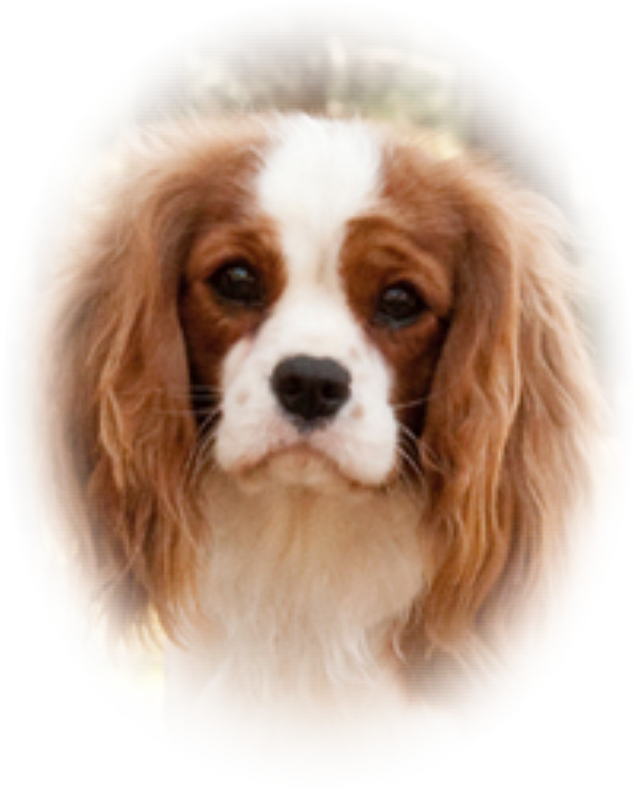 spaniel king charles - PUPPIEz