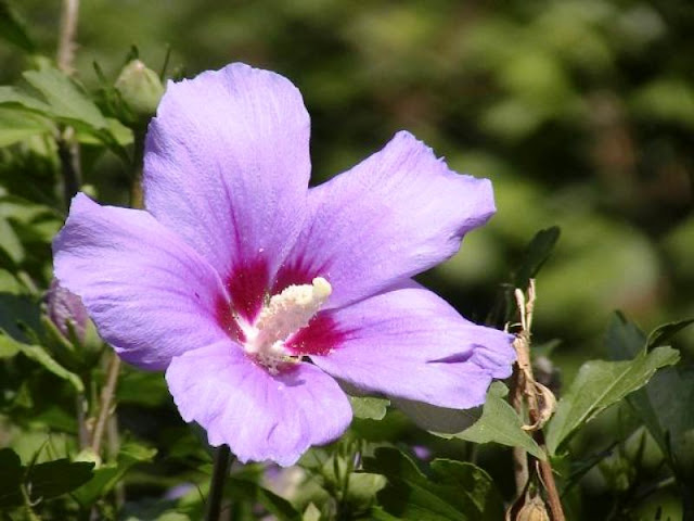 Purple Flower Names Purple Flower Names